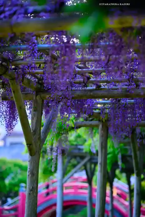 亀戸天神社(東京都)