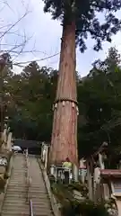 鞍馬寺の自然