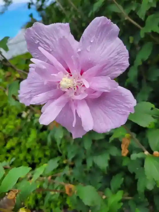 真正極楽寺(真如堂)の自然