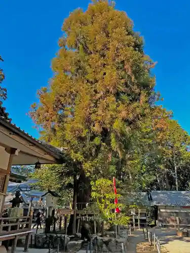 大村神社の自然