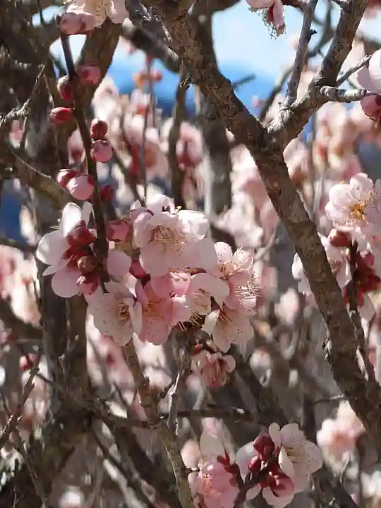 宝登山神社奥宮(埼玉県)