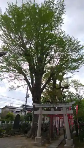半田稲荷神社の鳥居