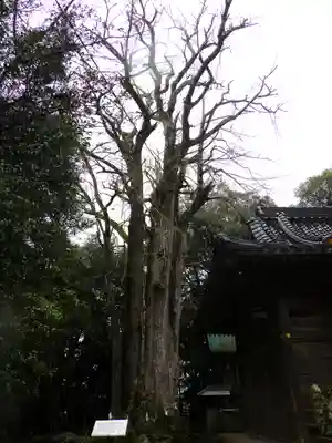 倉田八幡宮の自然