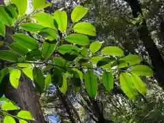 眞中神社の自然