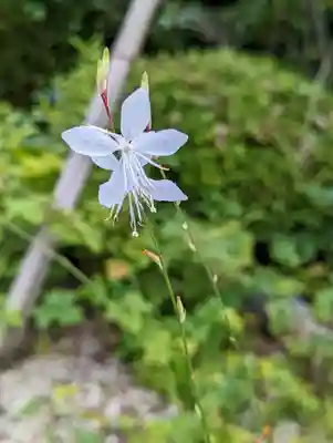 正伝護国禅寺(正伝寺･正傳寺)(京都府)