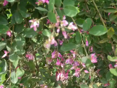 浄光明寺の自然