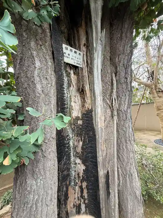 東光寺(東京都)