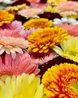 札幌諏訪神社の手水舎