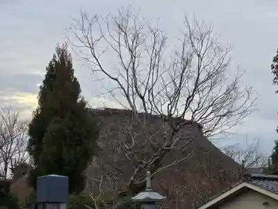 宝厳院(京都府)