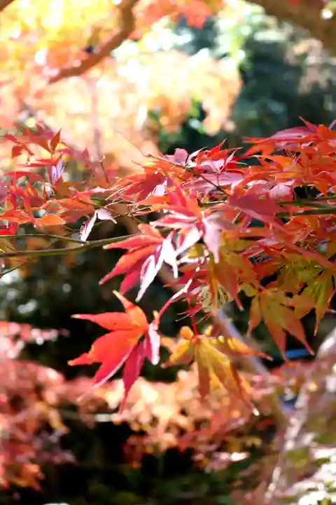 明王院(満願寺別院)の自然