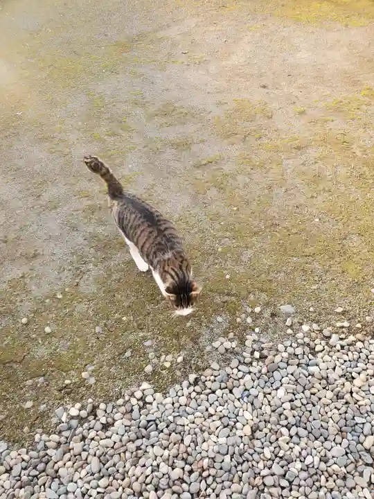 二宮赤城神社の動物
