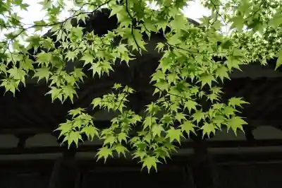 百済寺の{uncategorized: "未分類", other: "その他", undefined: "問題あり", building: "その他建物", grave: "お墓", sacred_gate: "鳥居", guardian: "狛犬", statue: "像", buddha: "仏像", history: "歴史", nature: "自然", garden: "庭園", animal: "動物", pagoda: "塔", temizu: "手水舎", mountain_gate: "山門・神門", sanctuary: "本殿・本堂", subordinate: "末社・摂社", art: "芸術", scenery: "景色", jizo: "地蔵", ema: "絵馬", goshuin: "御朱印", omikuji: "おみくじ", items: "授与品その他", amulet: "お守り", goshuincho: "御朱印帳", eats: "食事", festival: "お祭り", votive_dance: "神楽", shichigosan: "七五三参", wedding: "結婚式", experience: "体験その他", initially: "初詣", around: "周辺", anti_infection: "感染症対策"}