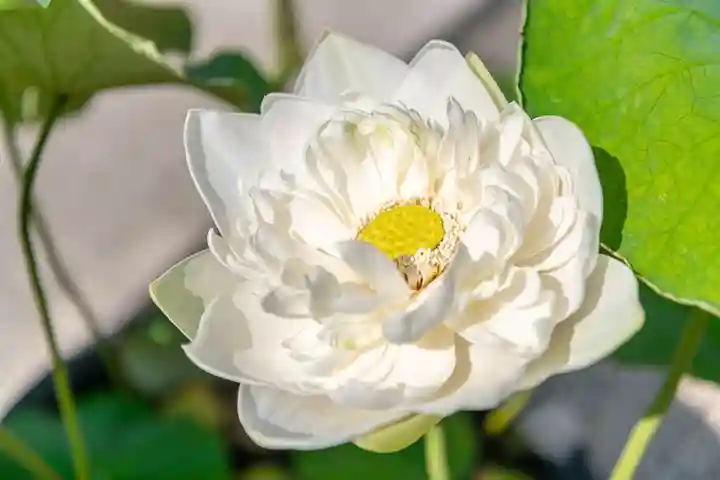 大久寺(神奈川県)