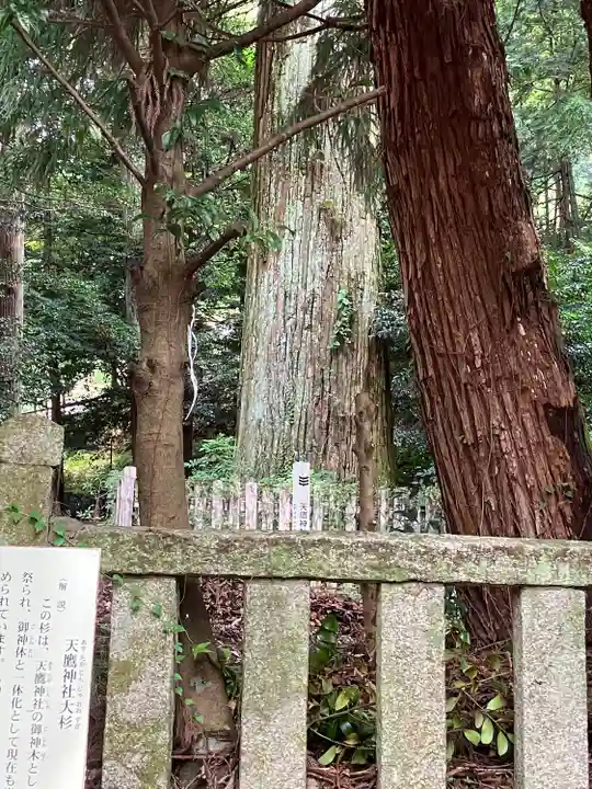 天鷹神社(岐阜県)