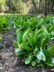 玉藻稲荷神社の自然