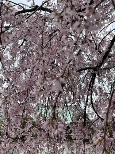 吉祥寺(東京都)