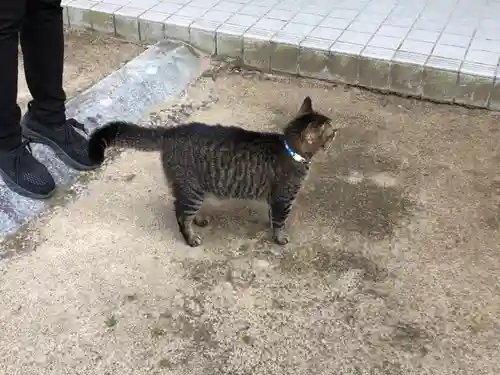 石清水神社の動物