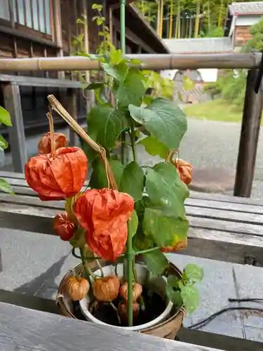 妙蓮寺(神奈川県)