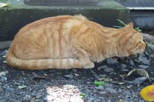 くまくま神社(導きの社 熊野町熊野神社)の動物