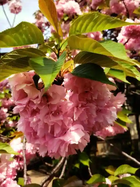 境妙寺(東京都)