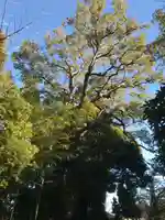 伊豆山神社の自然