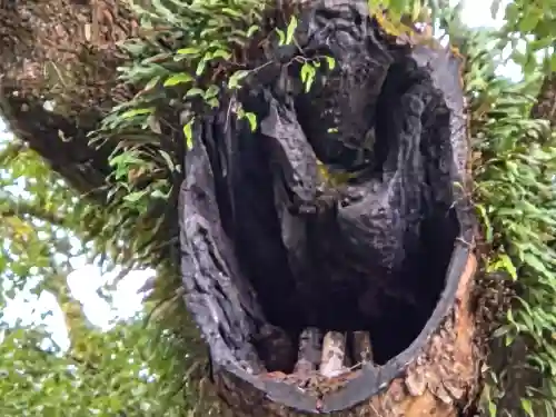 蒲生八幡神社(鹿児島県)