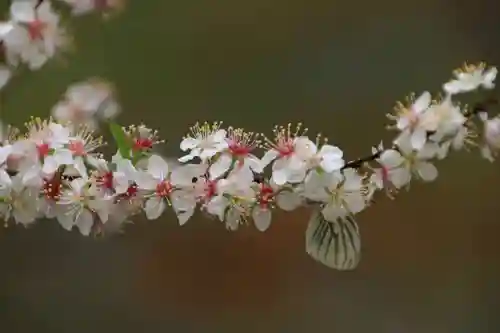 阿久津「田村神社」（郡山市阿久津町）旧社名：伊豆箱根三嶋三社の庭園