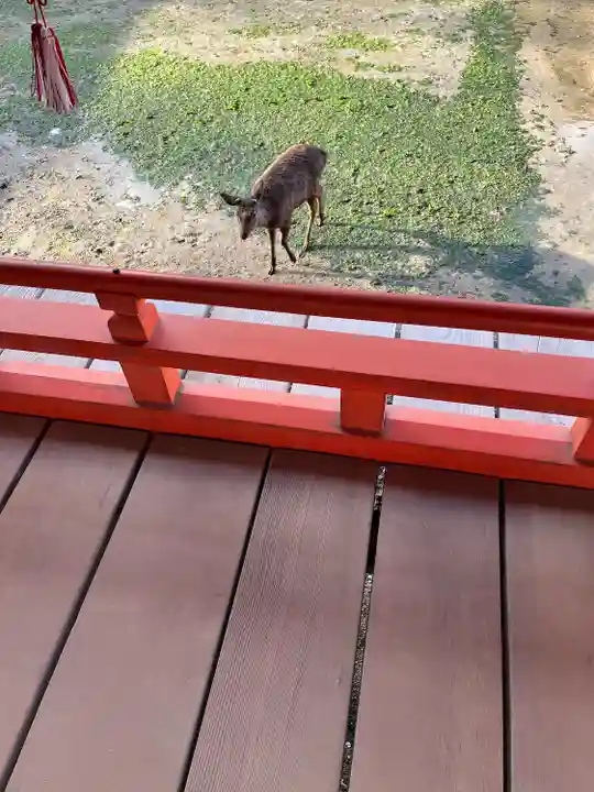 厳島神社(広島県)