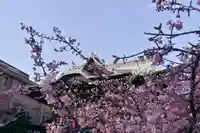 桜神宮の自然