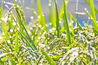 金蛇水神社(宮城県)