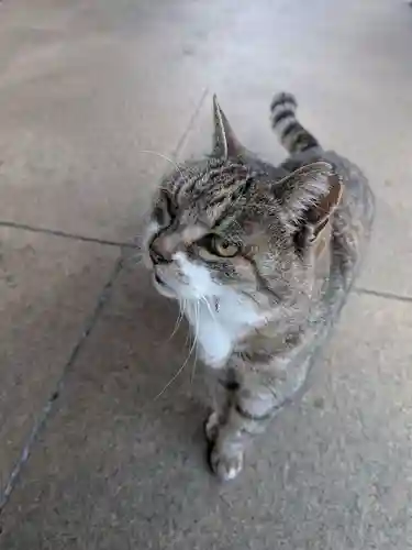 白金氷川神社(東京都)