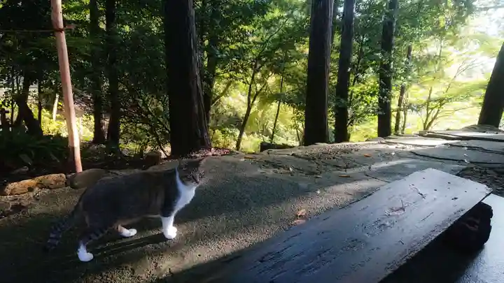 玉野御嶽神社の動物