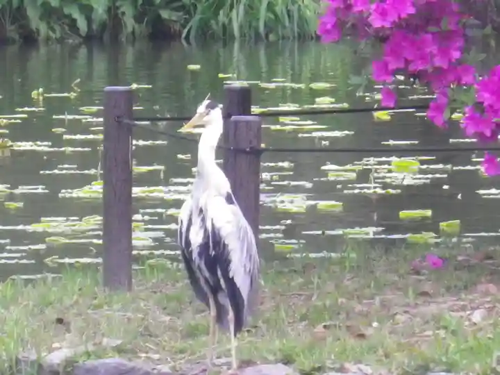 鶴岡八幡宮の動物