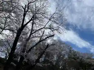 天台宗 長窪山 正覚寺の自然(2022年03月27日(日) 10時07分26秒投稿)