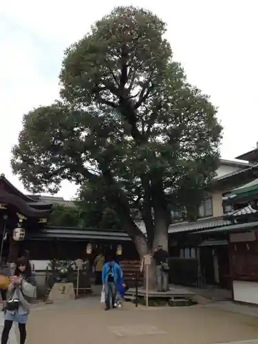 晴明神社の自然