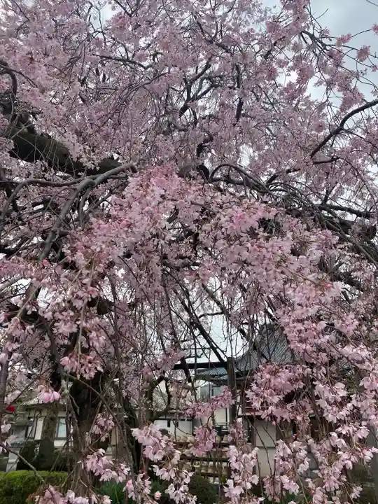 洞昌院(神奈川県)