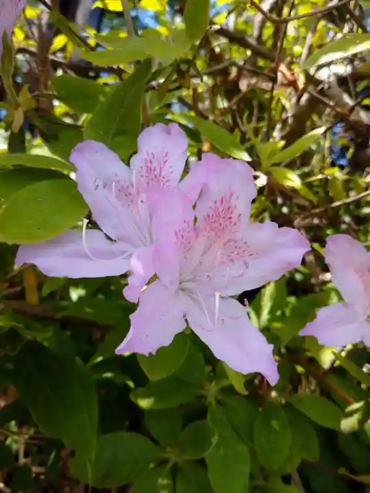 咲前神社の自然