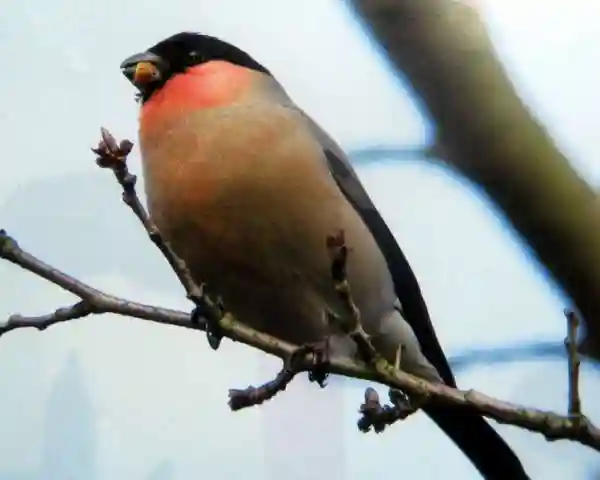亀戸天神社(東京都)