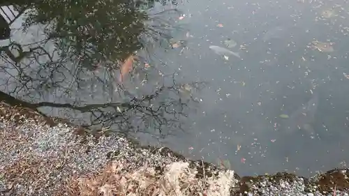 人丸神社（小中町）の動物
