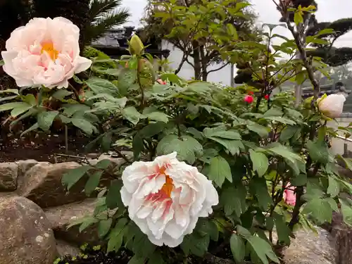 真言宗　善通寺派　薬王寺(香川県)