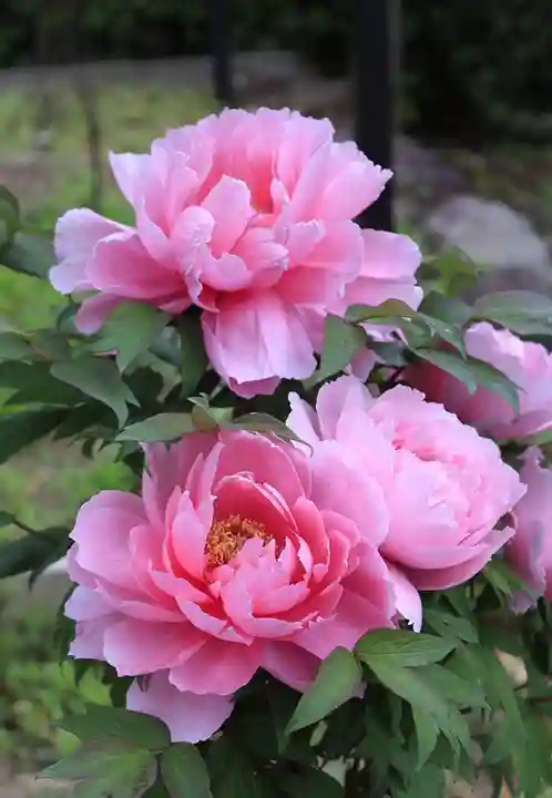 乙訓寺(京都府)