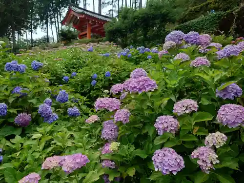 三室戸寺の自然