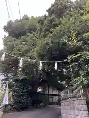 日吉神社(神奈川県)