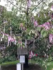 桜神宮のおみくじ