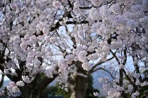 櫻井神社(新潟県)