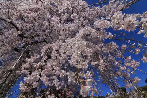 龍光寺の庭園