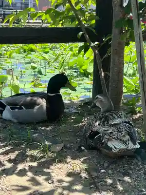 青井阿蘇神社(熊本県)