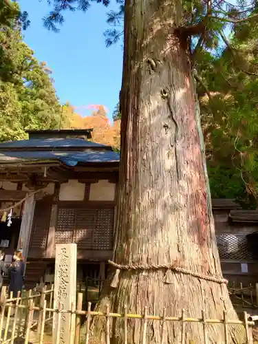 日枝神社の自然