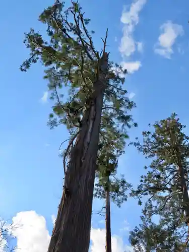 鶴峯八幡宮の自然