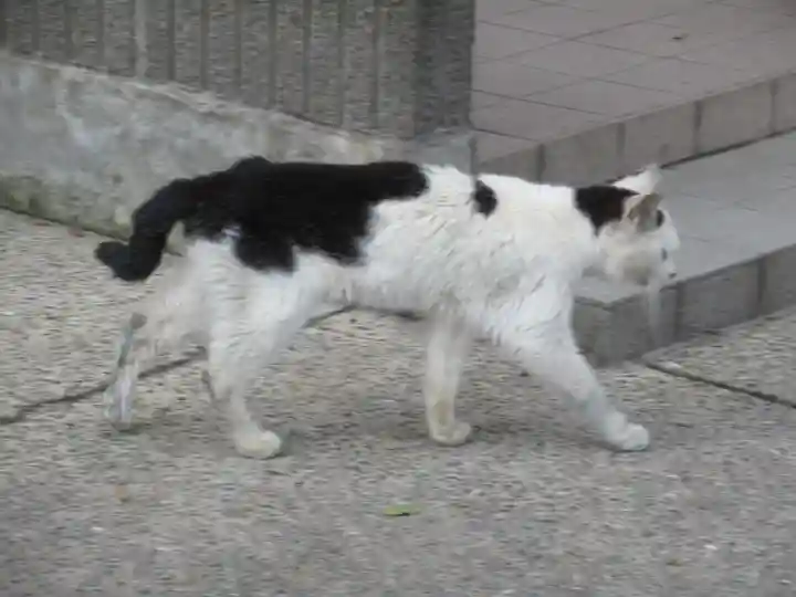 息栖神社の動物